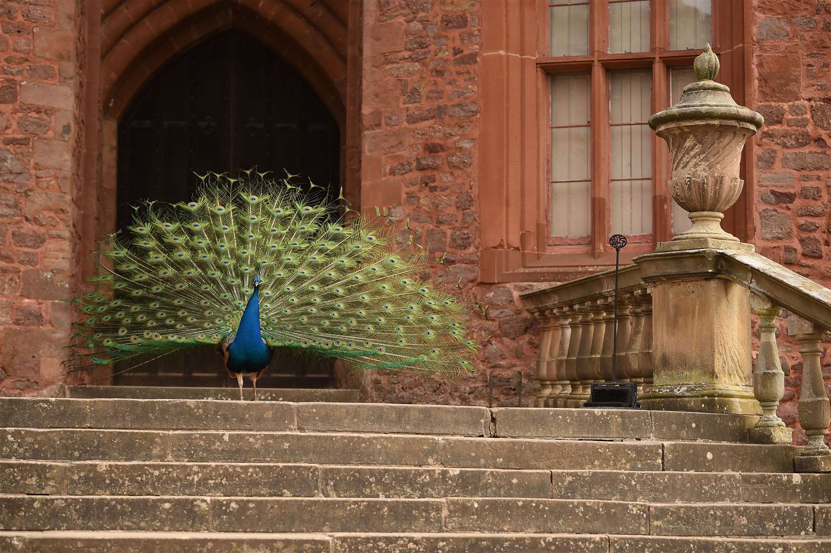 A peacock displaying his tail feathers at Powis Castle, Wales (National Trust Images/PA)