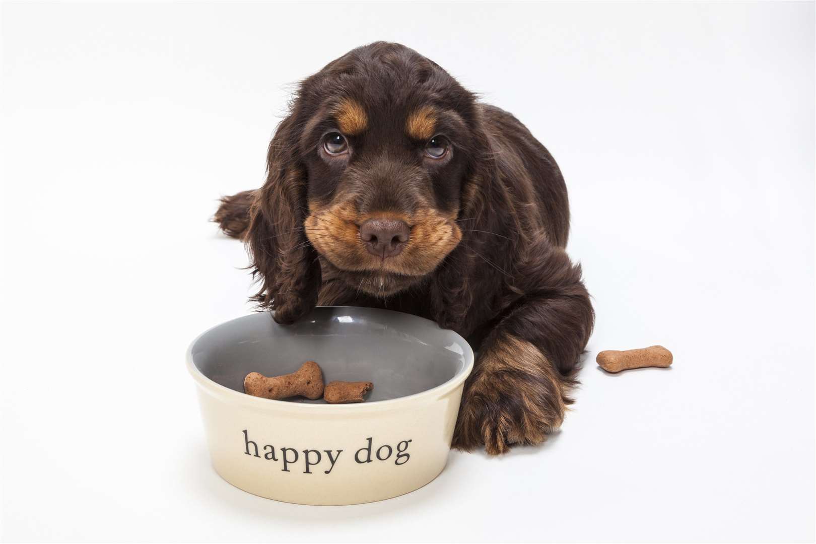 If a puppy carries excess weight, it can impact their bones as they grow