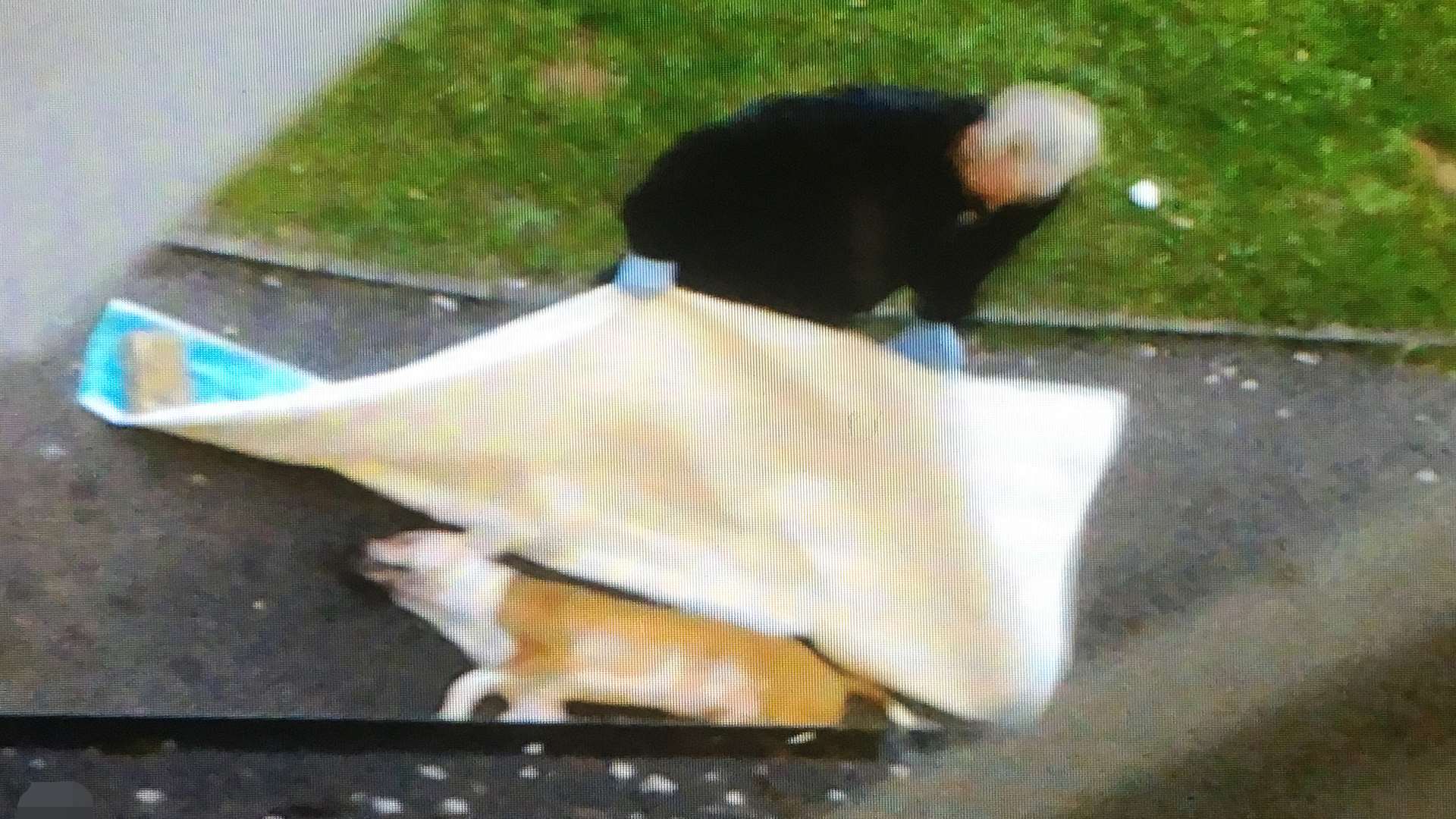 The dog is covered by a blanket. Picture © Steve Finn Photography