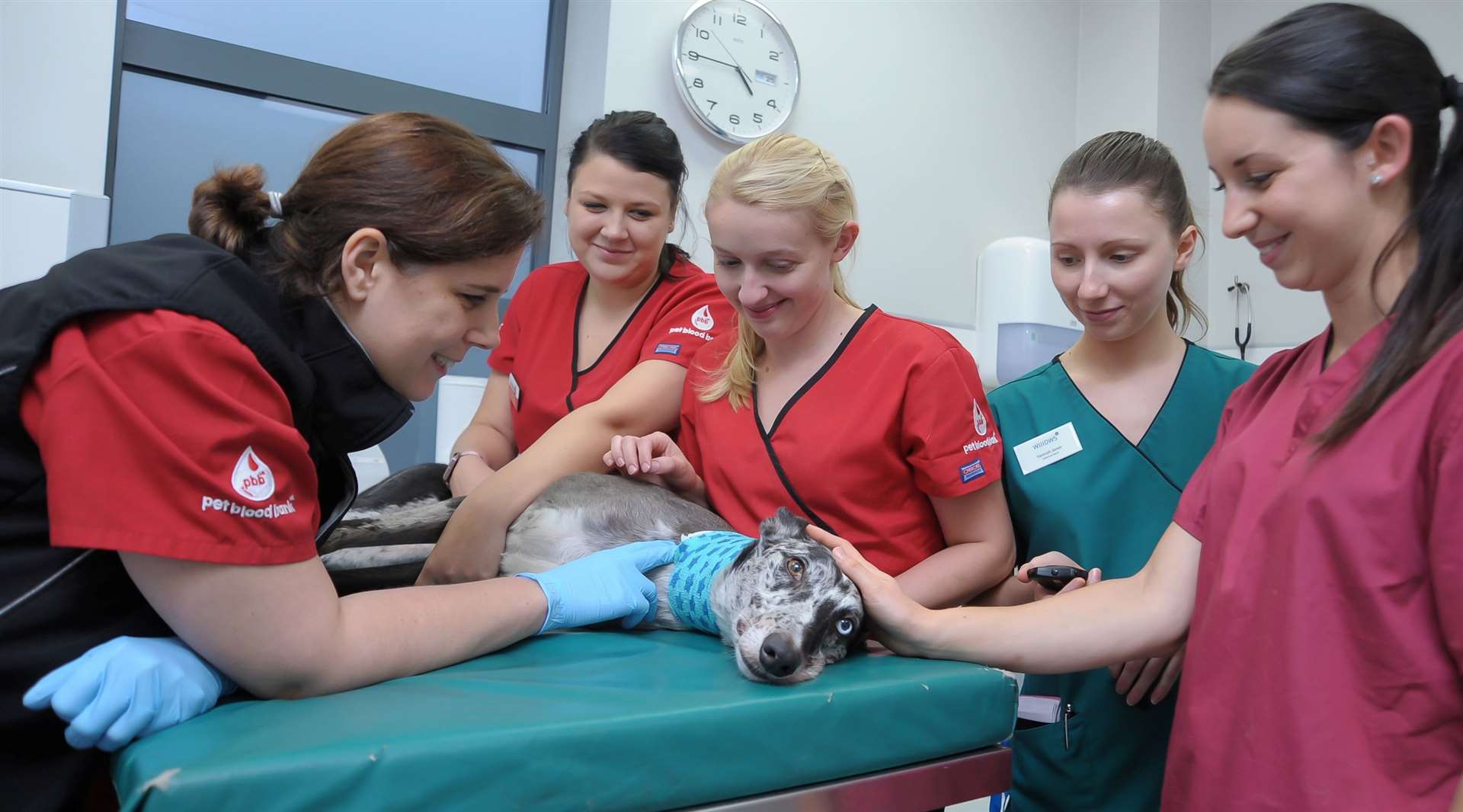 Charity Pet Blood Bank needs blood donations from dogs at Shrubbery Vets in Northfleet.Picture: