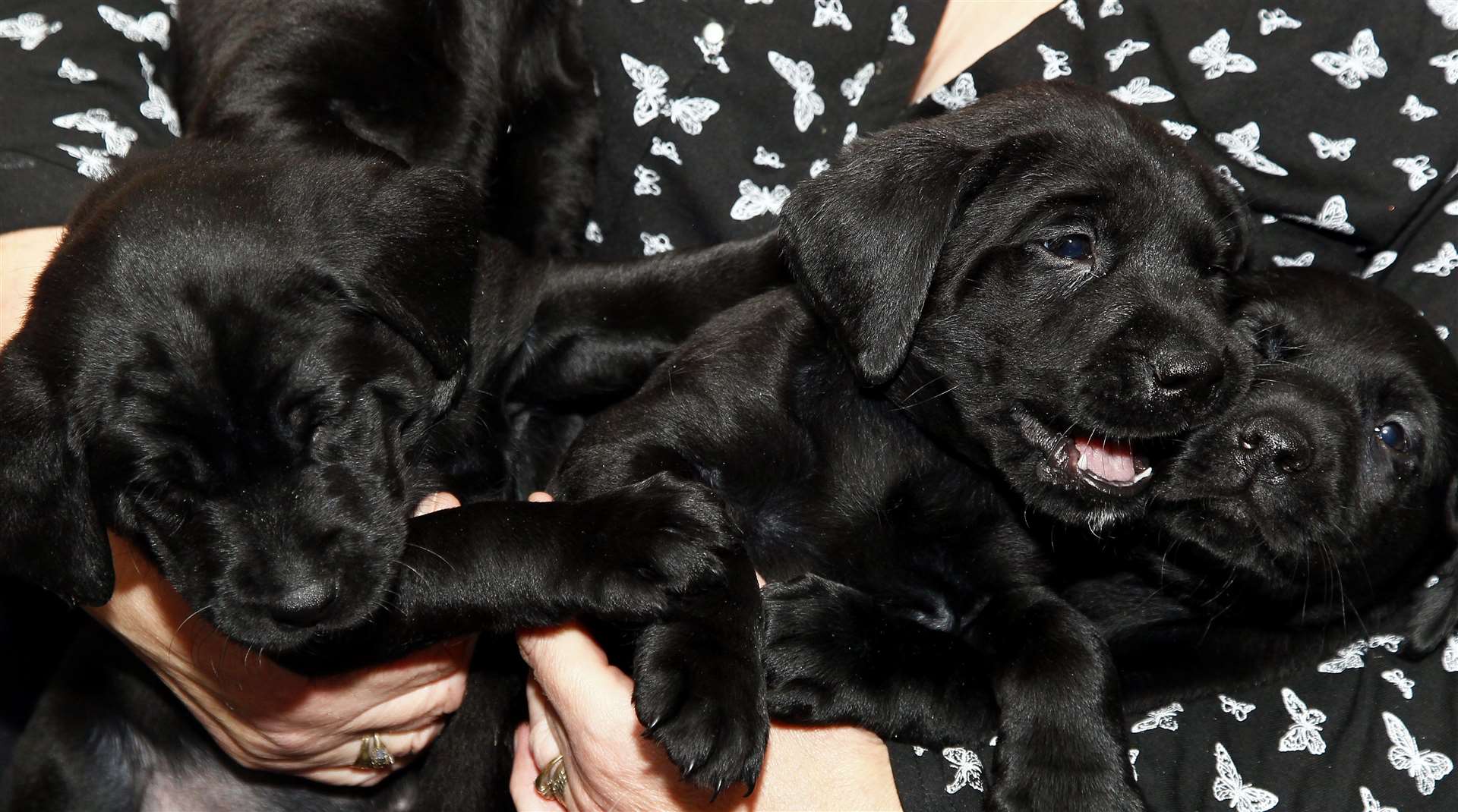 Just some of the 13 puppies .Picture: Sean Aidan.