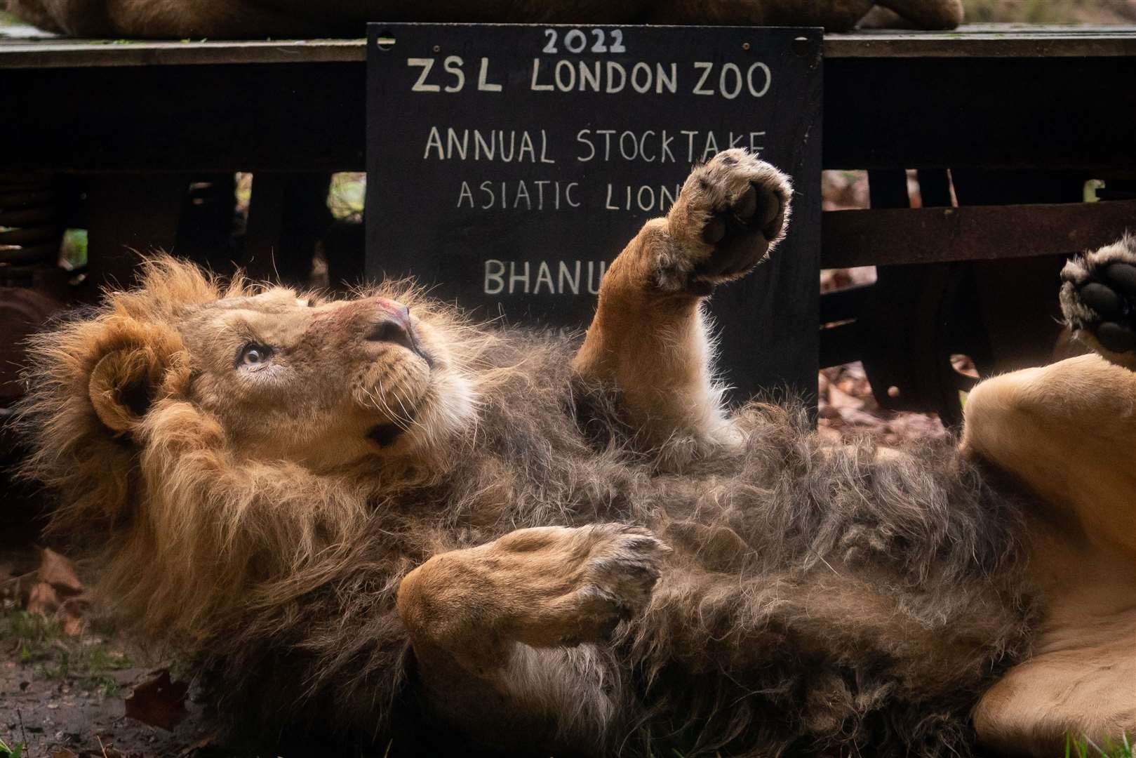 Some of the lions thought it was play time not the annual stocktake (Aaron Chown/PA)