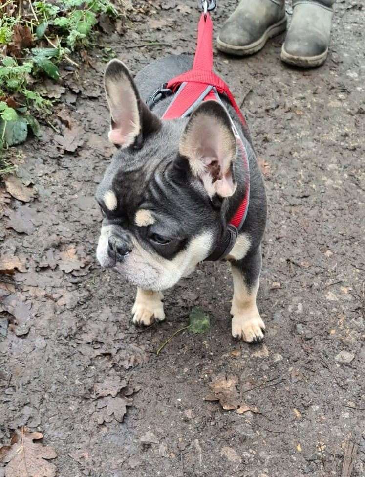 Volunteers cleared brambles in the area and began digging up burrows in hopes of finding Gus