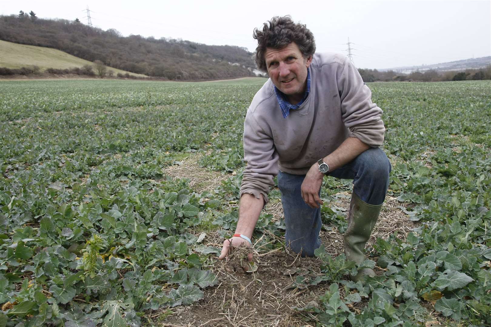 Farmer Andrew Lingham seeing the effects of the water shortage on his crops in Court Farm, The Street, Upper Halling. Picture: Peter Still.