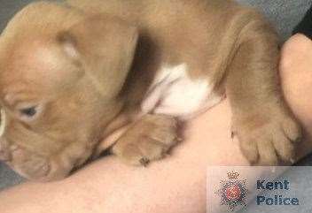 Six puppies were stolen from a property in King Street, Rochester