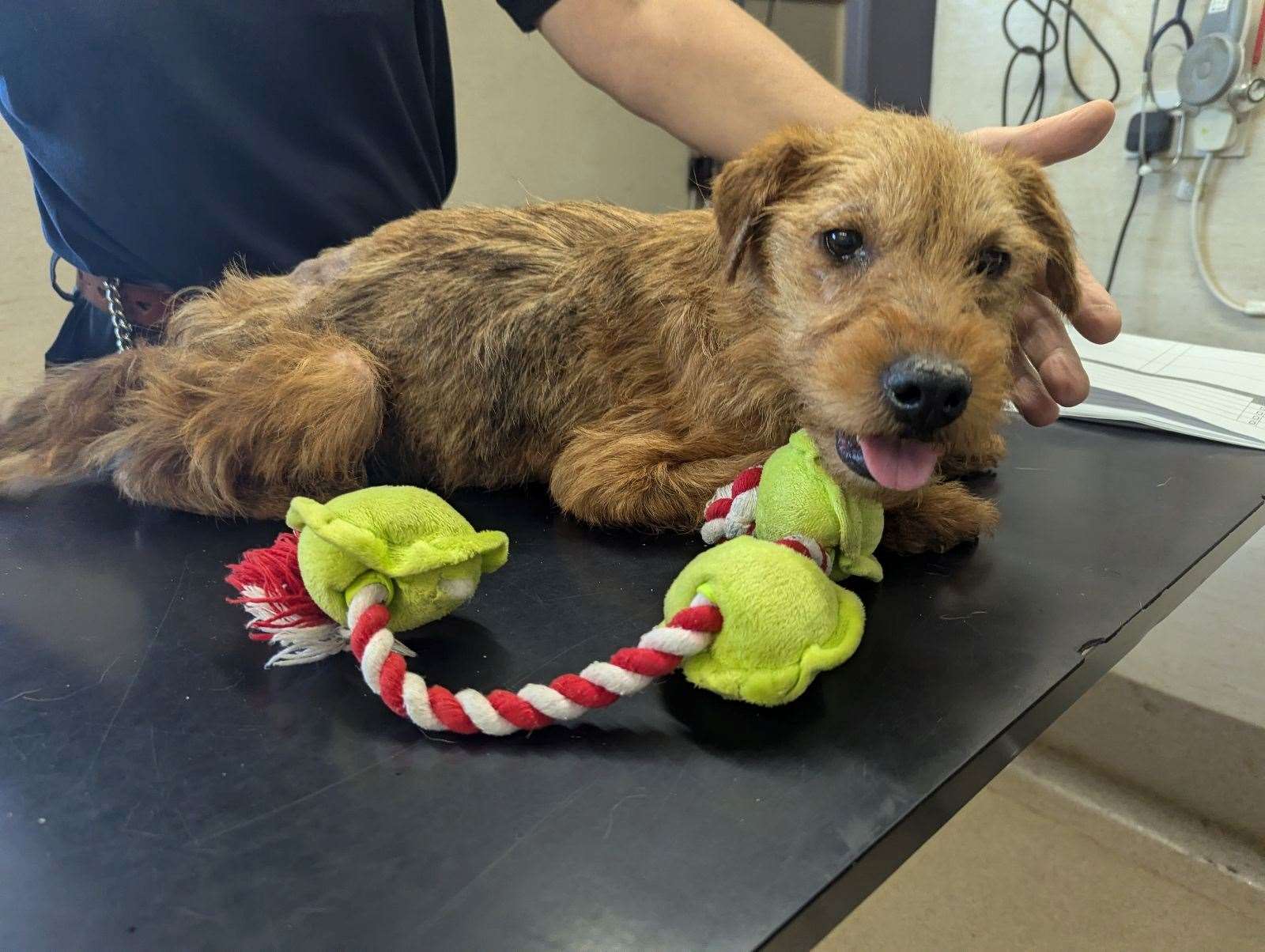 The female Patterdale terrier was named Sprout by staff at the vets because she has adopted a favourite toy they gave her