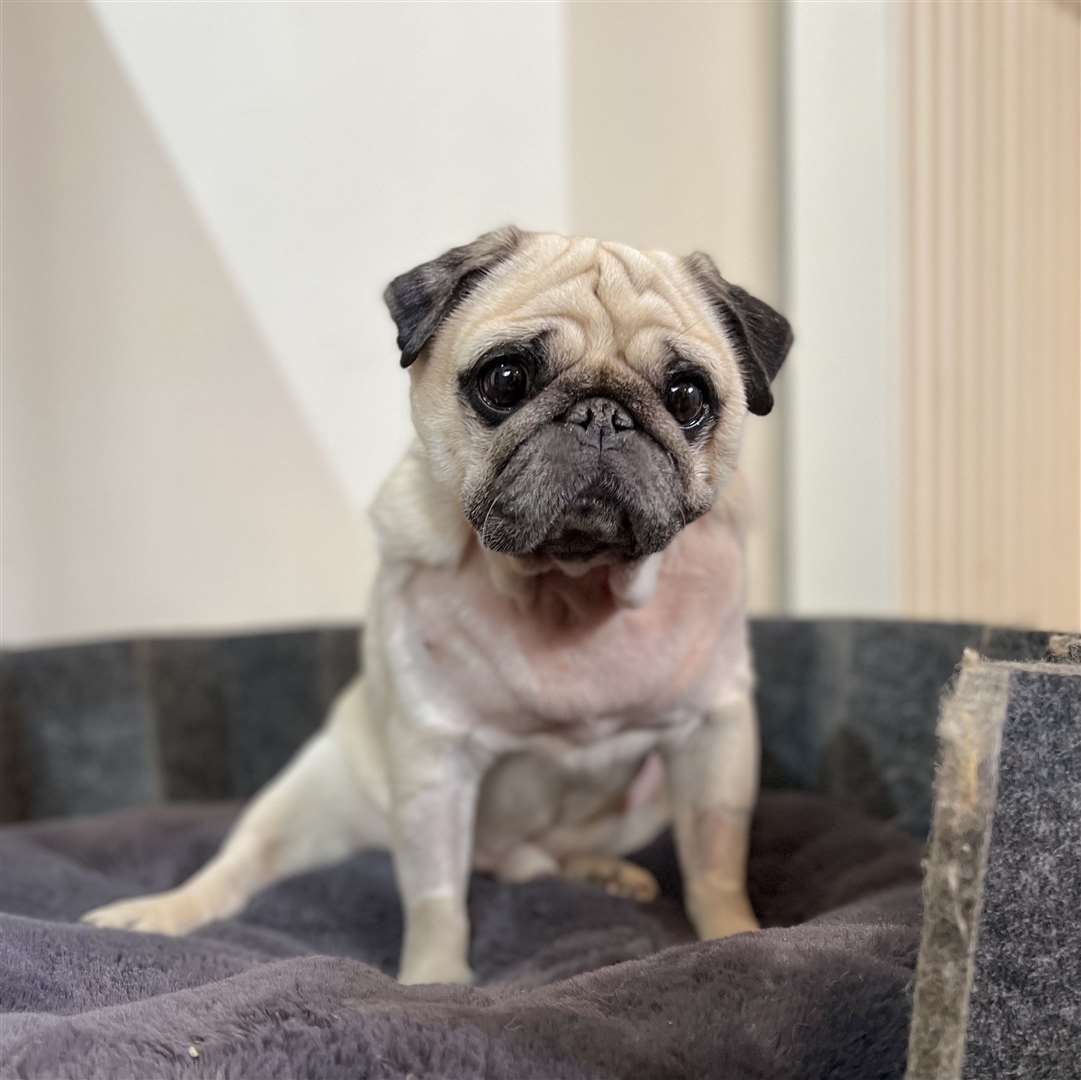 Puggy Smalls showing his bare chest after being shaved fro surgery. Picture: Charlie Osman