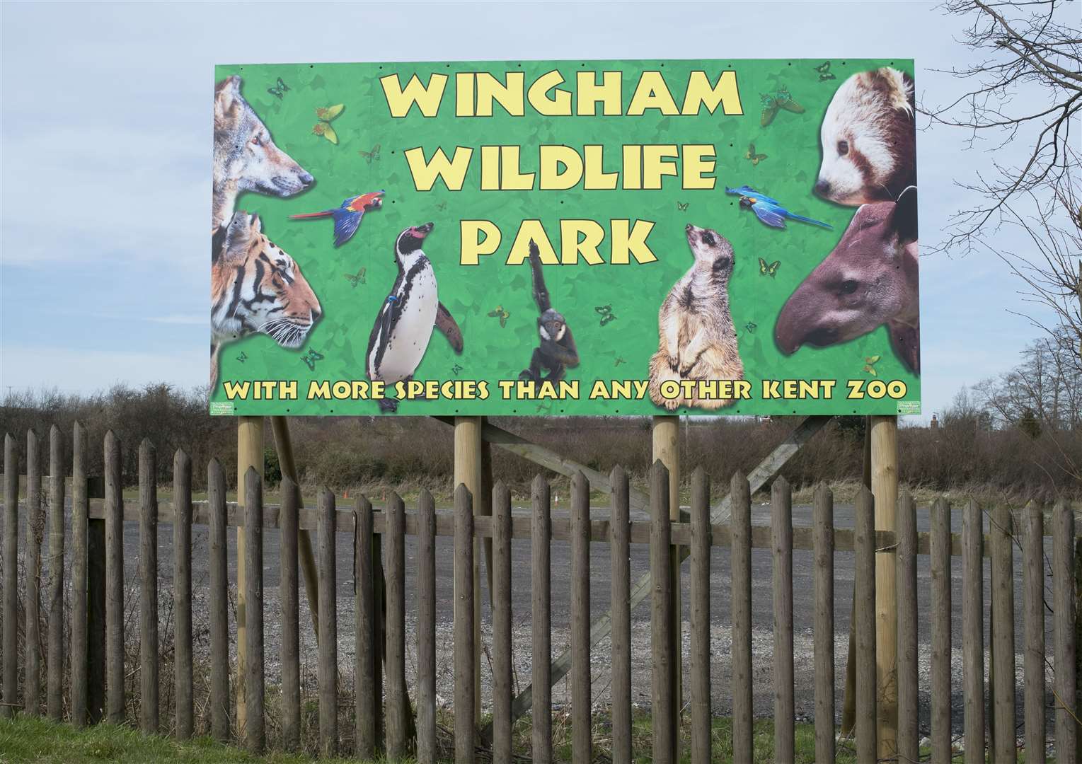 Guinea Fowl - Animal Experiences At Wingham Wildlife Park In Kent