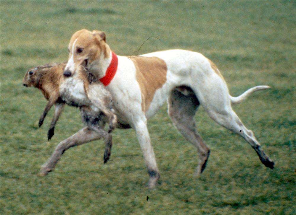 Hare coursing. Picture: League Against Cruel Sports.