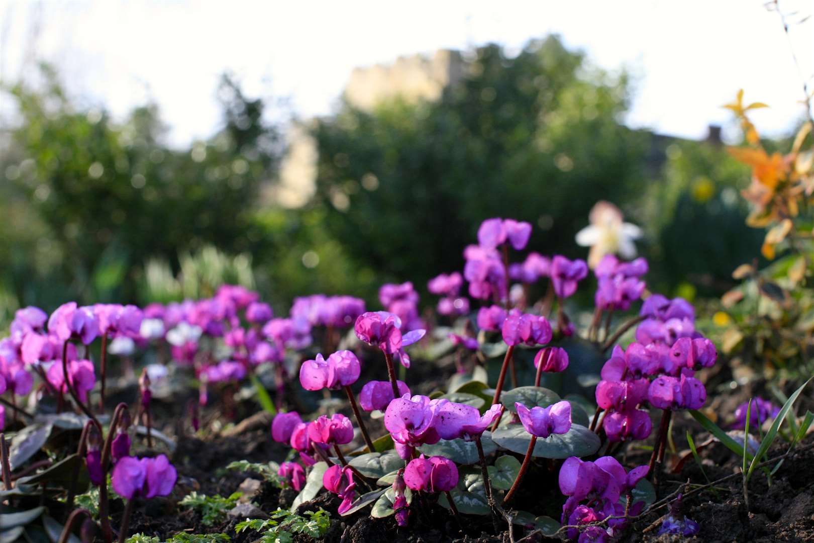 Colour is soon to return to Hever Castle