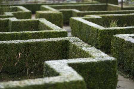 The hedges at Sissinghurst. Picture: National Trust