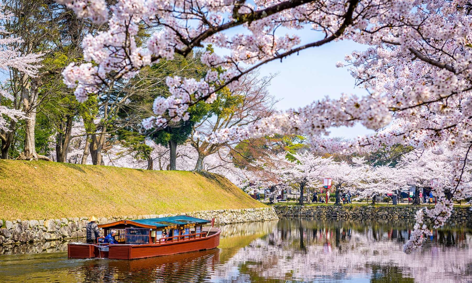 Discover the stunning cherry blossoms in Japan from late March to early April