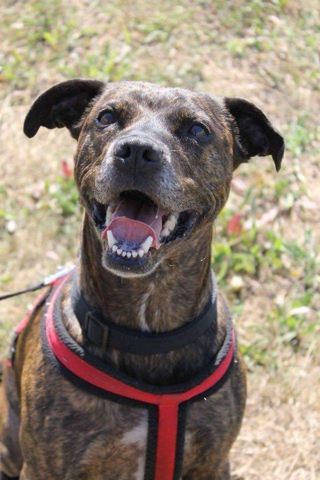 Link, the Staffordshire bull terrier, was rescued by the RSPCA in Thanet and is looking to rehome him. Picture: RSPCA