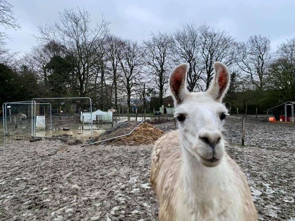 Flooding at Retreat into Wonderland animal sanctuary in Herne Bay. Picture: Retreat into Wonderland CIC (44253978)
