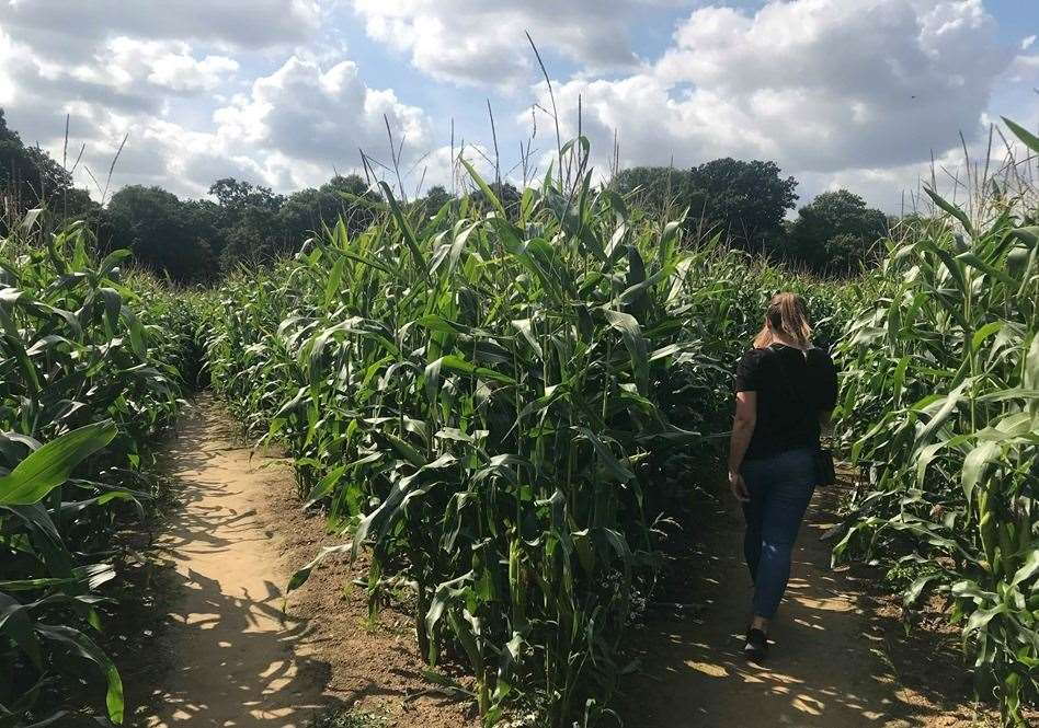 The Maize Maze at Penshurst Place is standing tall