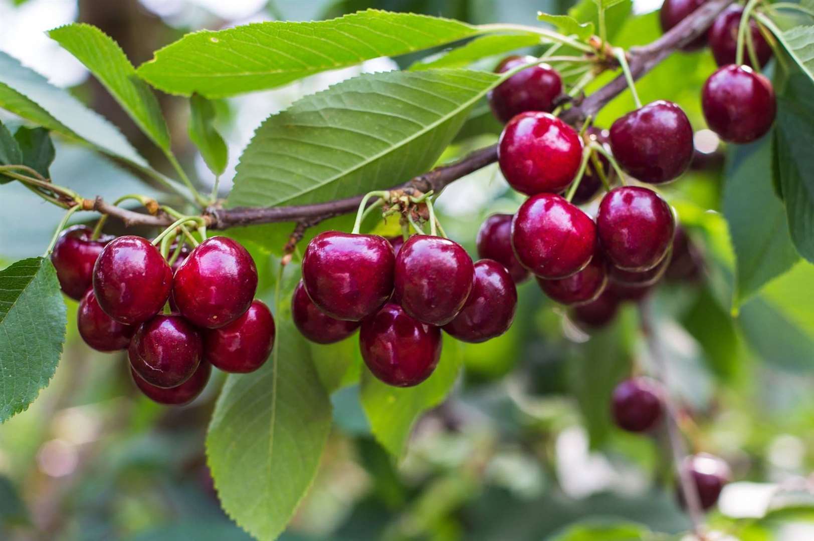 WB Chambers grows a variety of fruits. Picture: Citypress