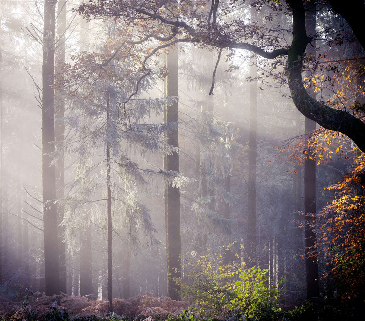 Angelic Tree by Richard Murray, a runner up in the Winter category (Richard Murray/South Downs National Par/PA)k