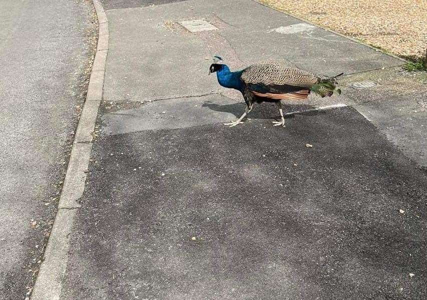 The peacock has been roaming the streets of Vigo for around a year