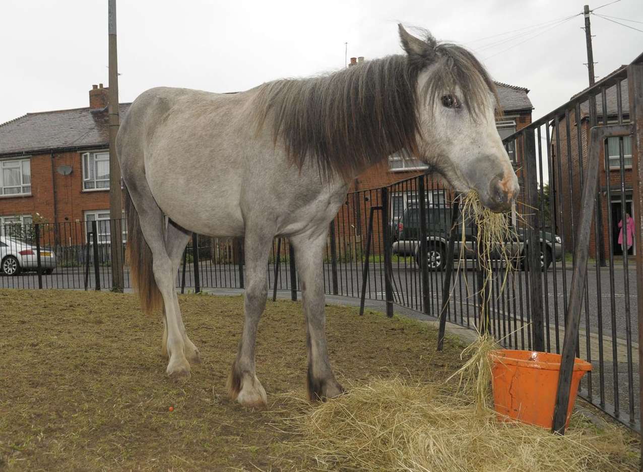 The horse has to be off the land by 5pm tonight