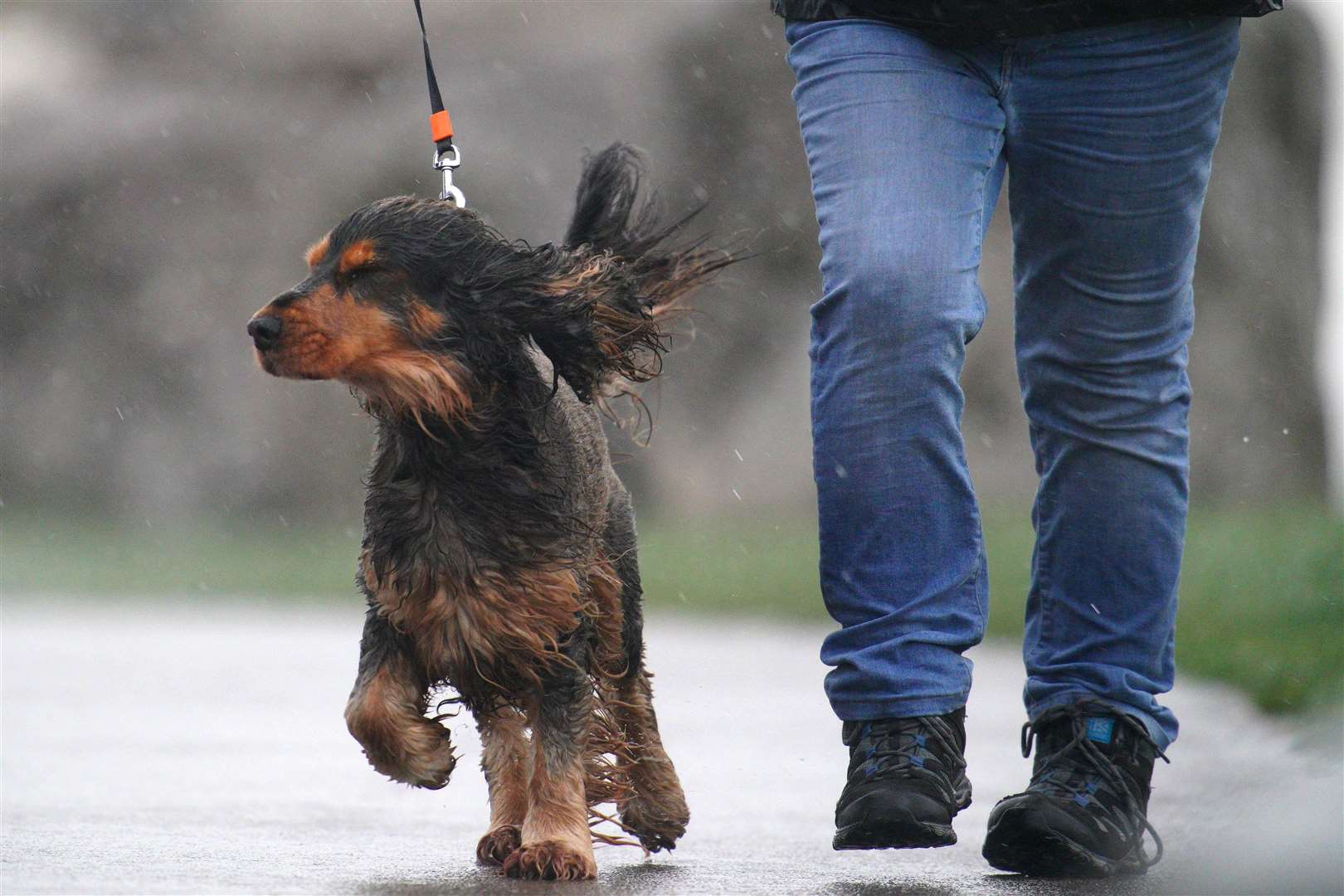 A dog braves the conditions in Porthcawl earlier on Saturday (Ben Birchall/PA)