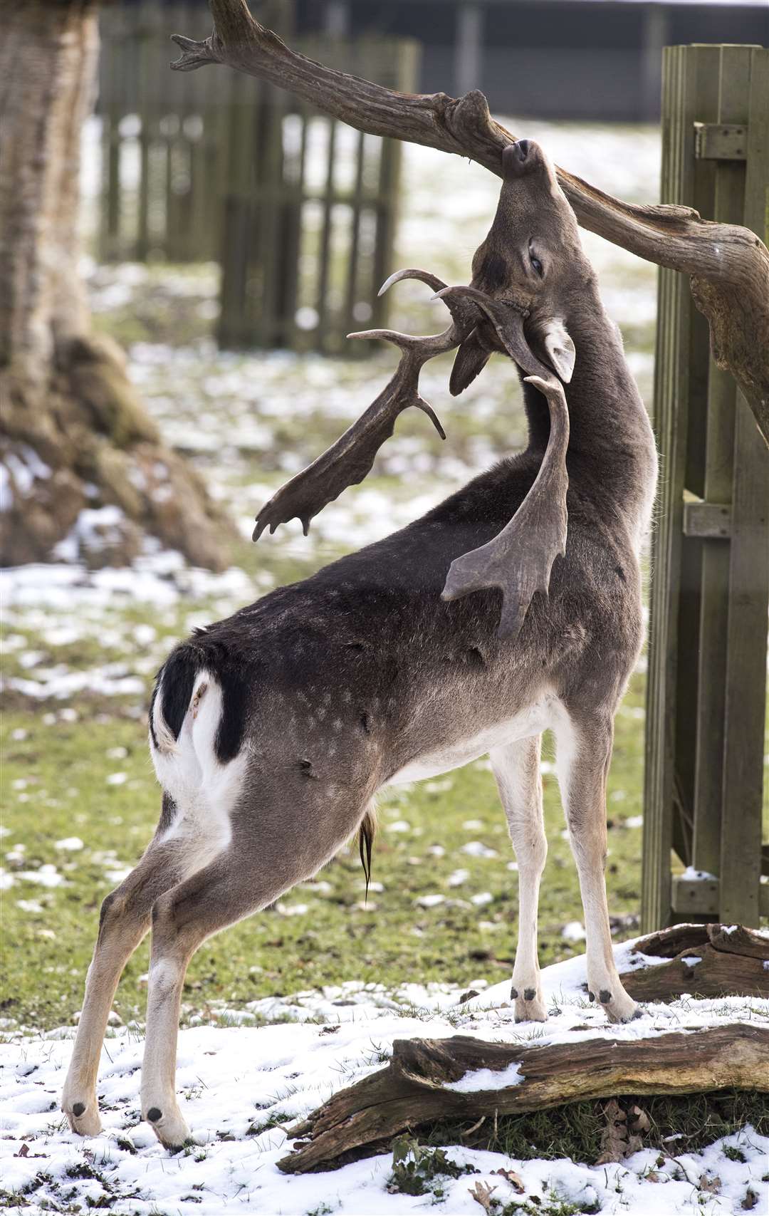 Fallow deer in Greenwich Park, London, as the cold snap continues (Ian West/PA)