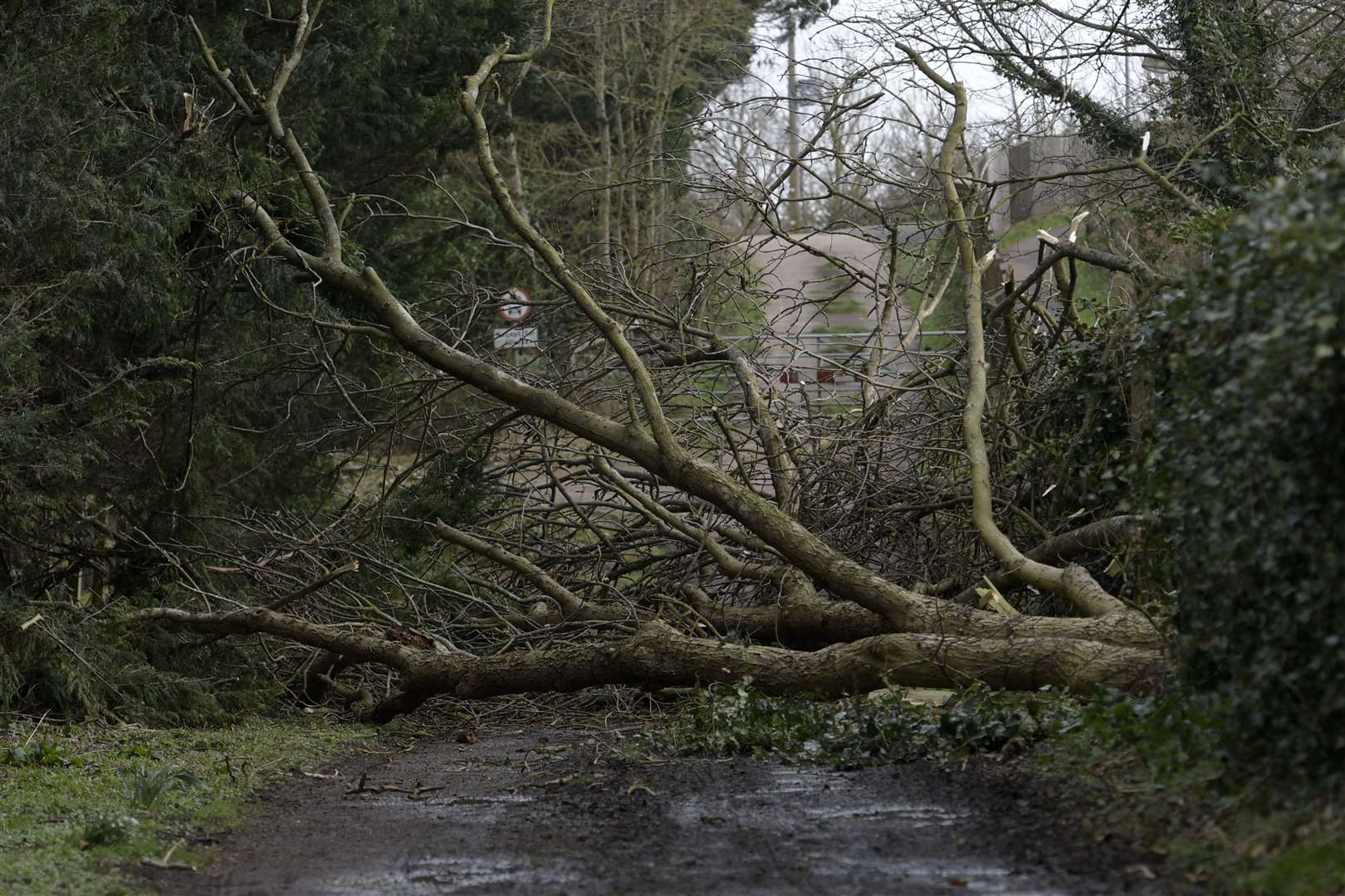 Fallen tree blocks the public footpath to Westenhanger railway station yesterday - a scene replicated across Kent. Picture: Barry Goodwin