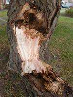 Willow tree in Kent Avenue, Minster