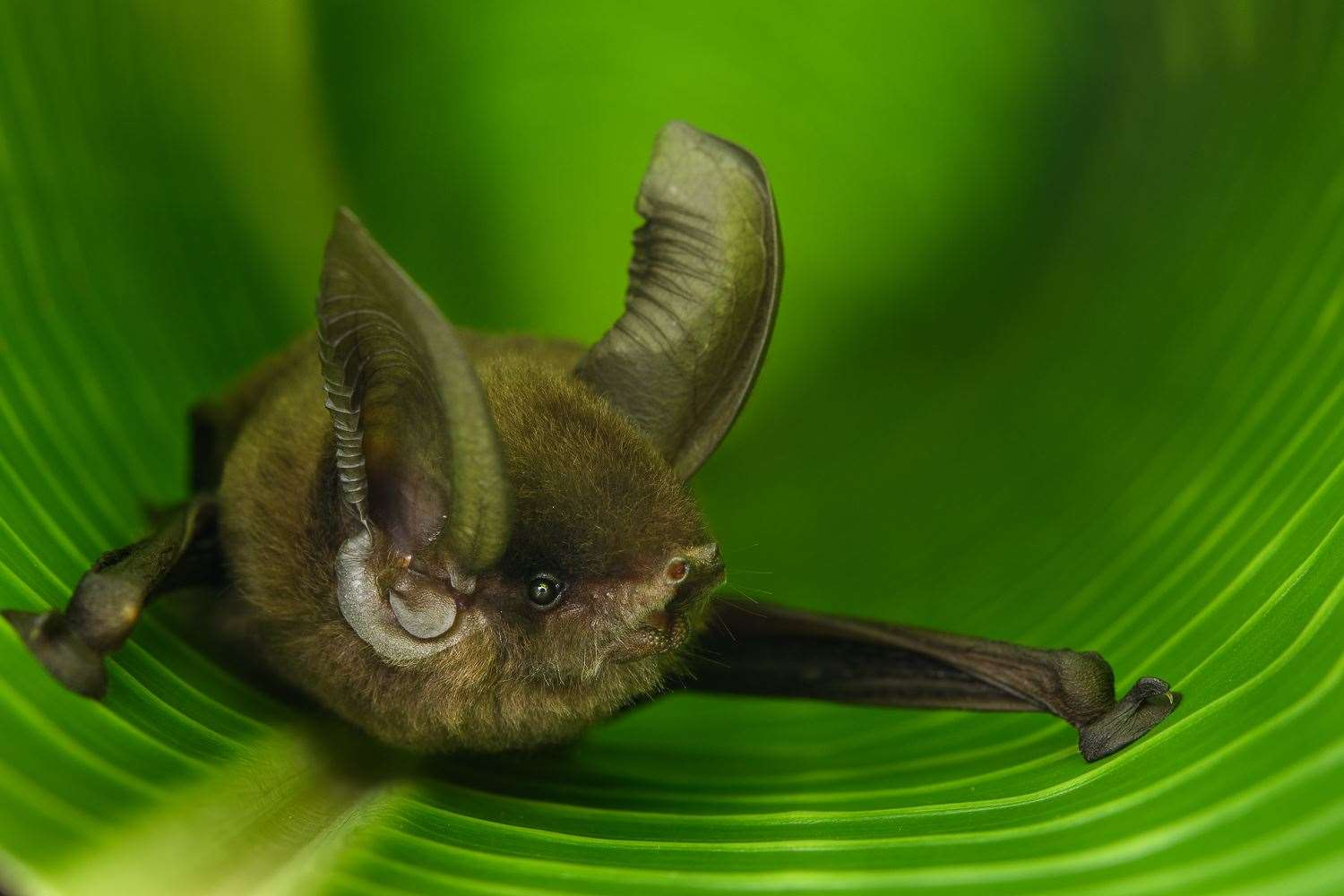 The Madagascar sucker-footed bat belongs to an ancient family of bats that is found only on Madagascar (Chien C Lee)