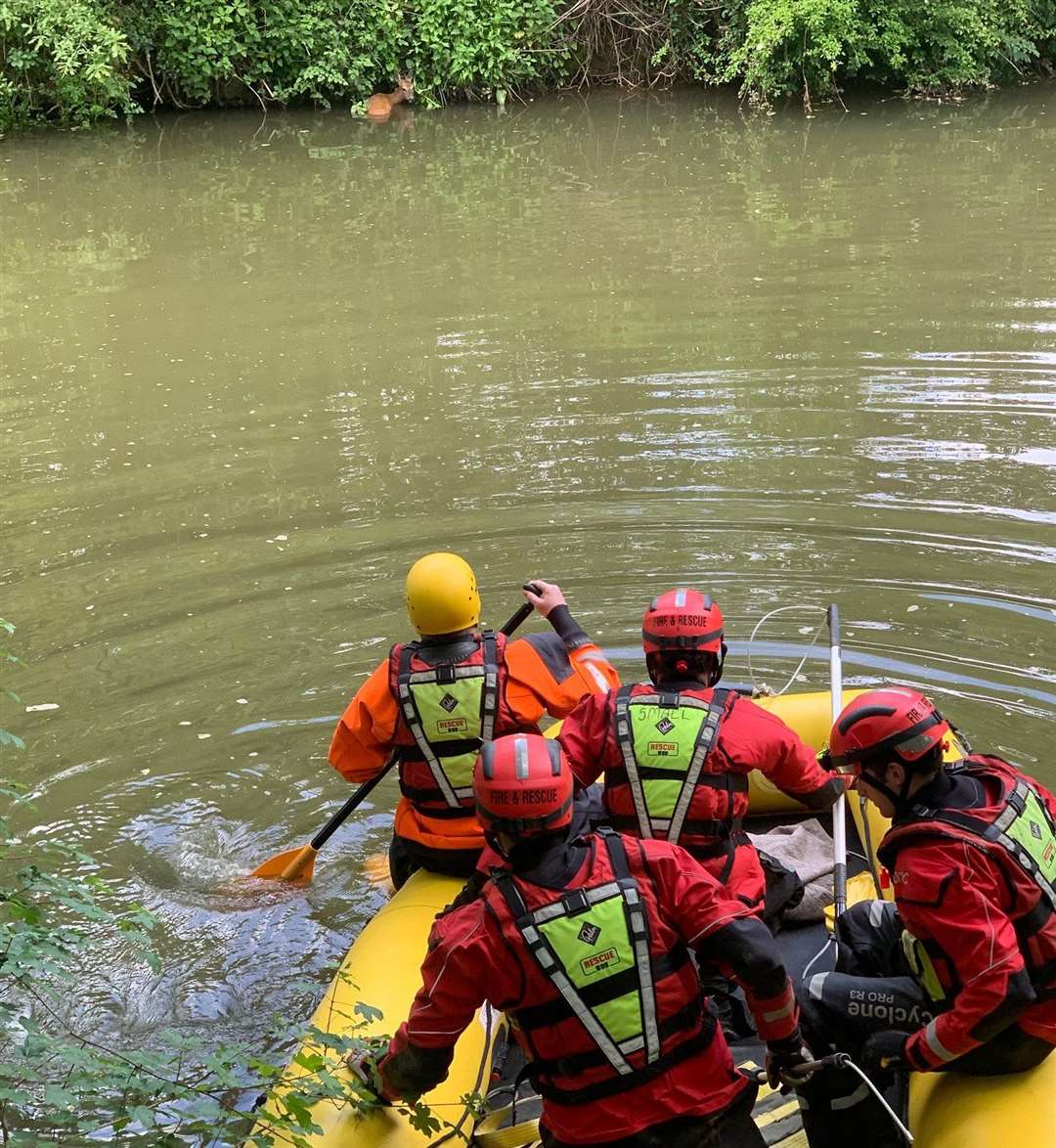Firefighters were called to rescue the stranded deer in the Haysden Country Park, Tonbridge. Picture: KFRS