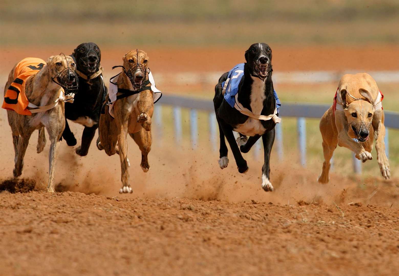 Greyhounds at full speed during a race