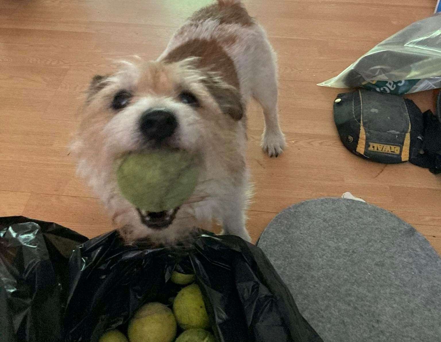 The cheeky chappy has collected around 100 tennis balls. Picture: Shauneen Fowler