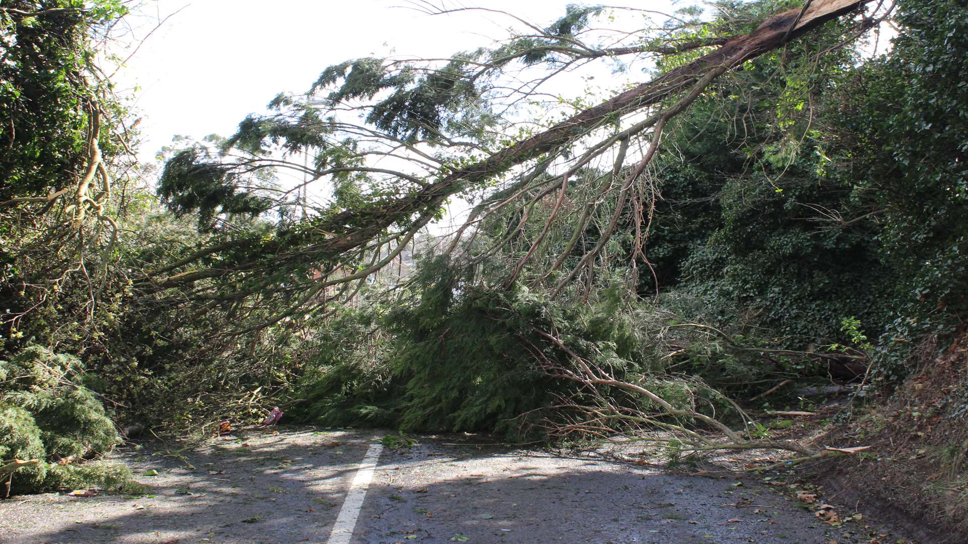 A fallen tree. Stock image