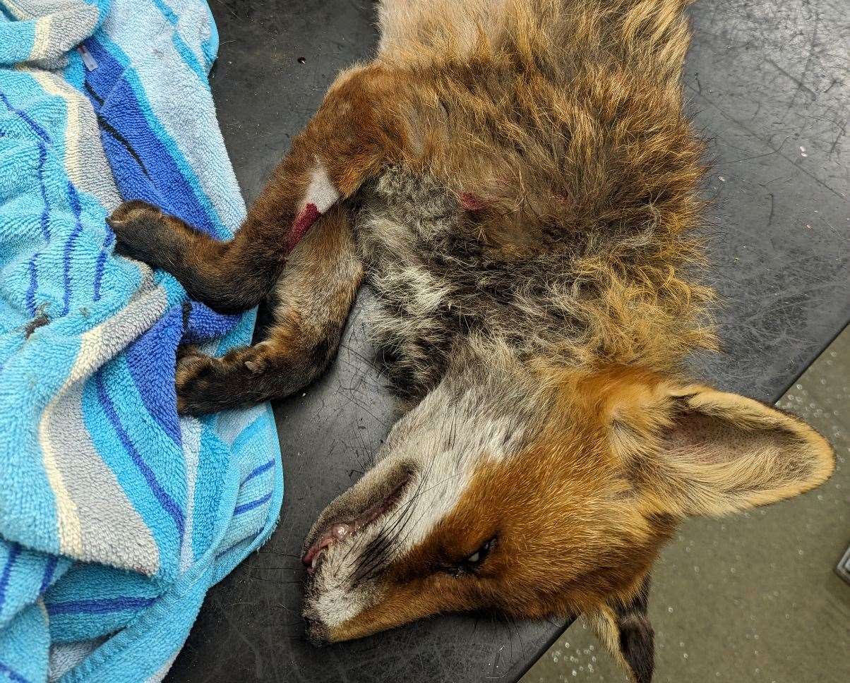 A fox had to be put down after it was targeted by youths with catapults. Picture: RSPCA