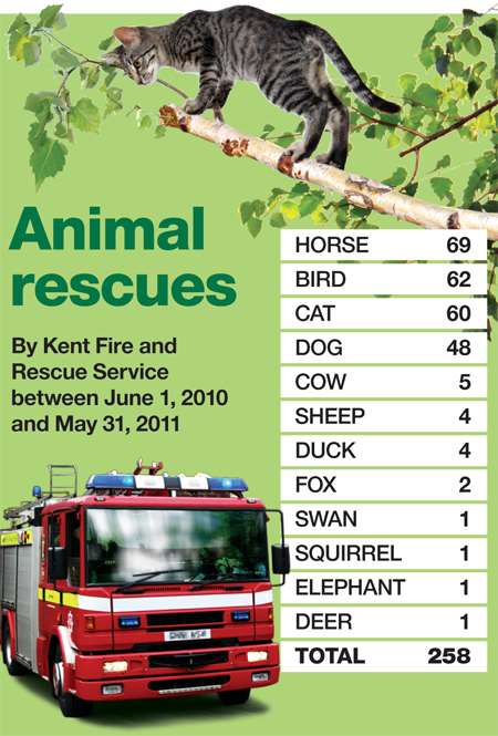 Kent Fire and Rescue animal rescues