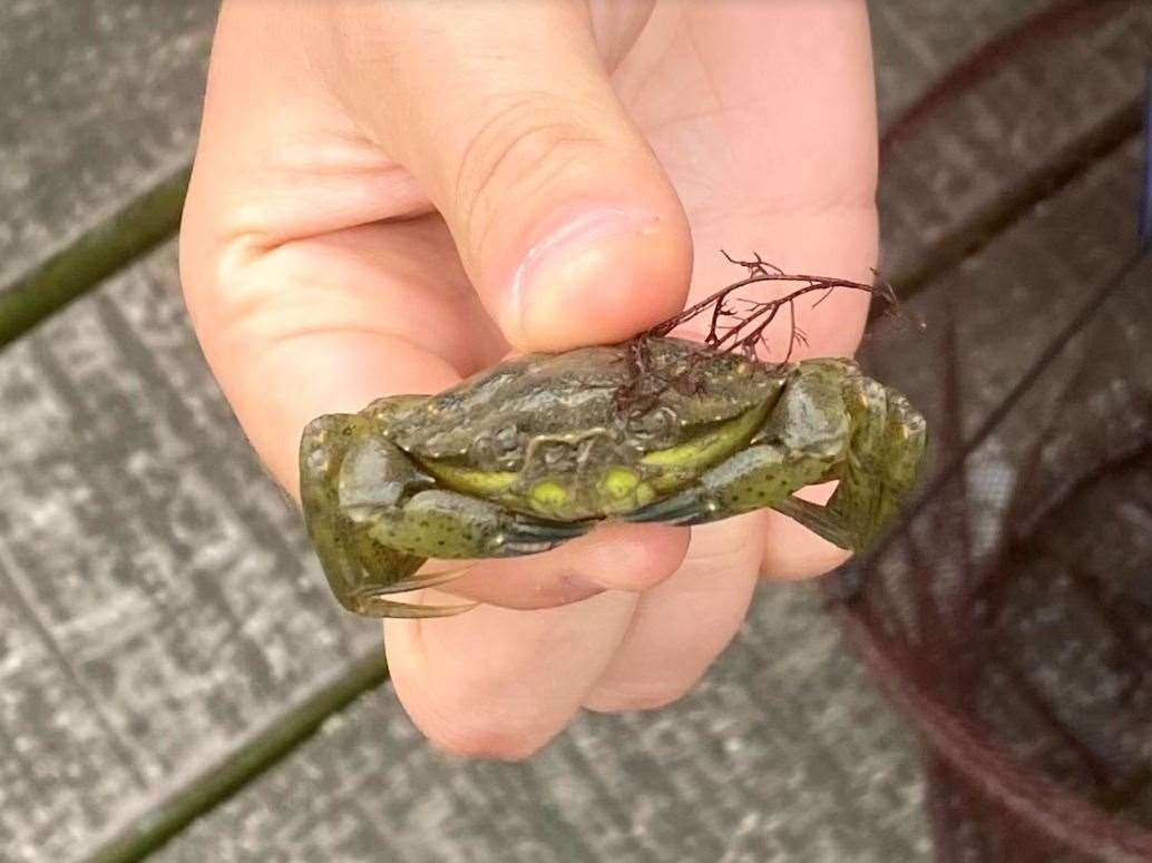 A Shore Crab from Herne Bay