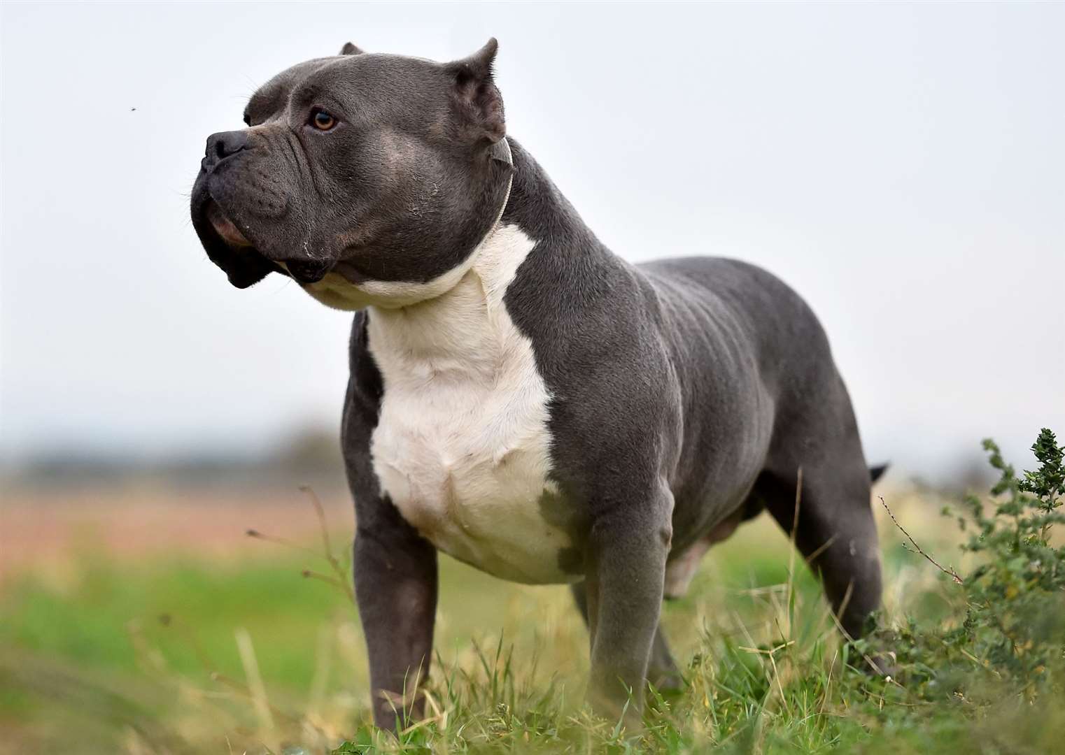 The Bully XL breed is not officially recognised in the UK. Image: iStock.