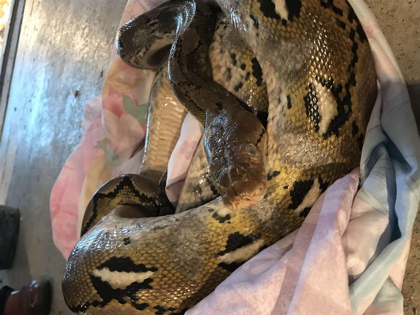 The RSPCA rescued a second 10ft python from a country lane in Conington, Cambridgeshire (RSPCA/PA)