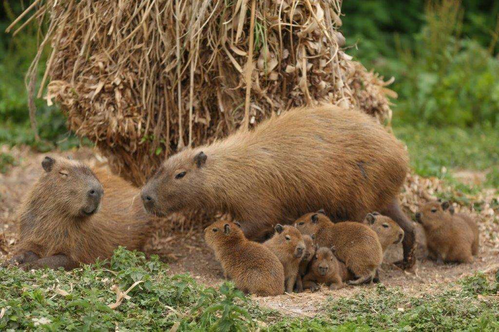 Capybara births after breeding programme at Port Lympne wildlife park