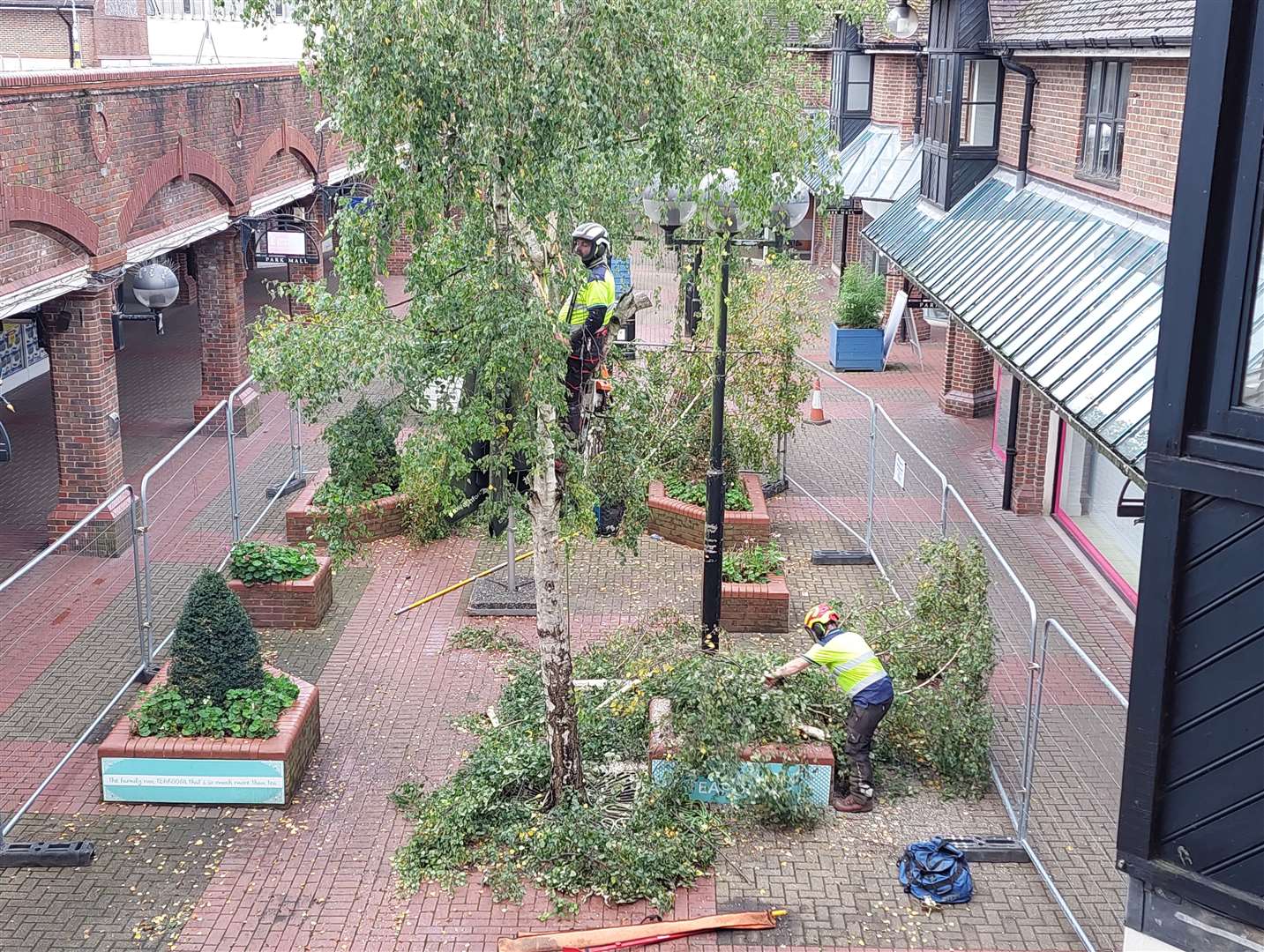 The trees were felled on Monday after being "identified as a risk"