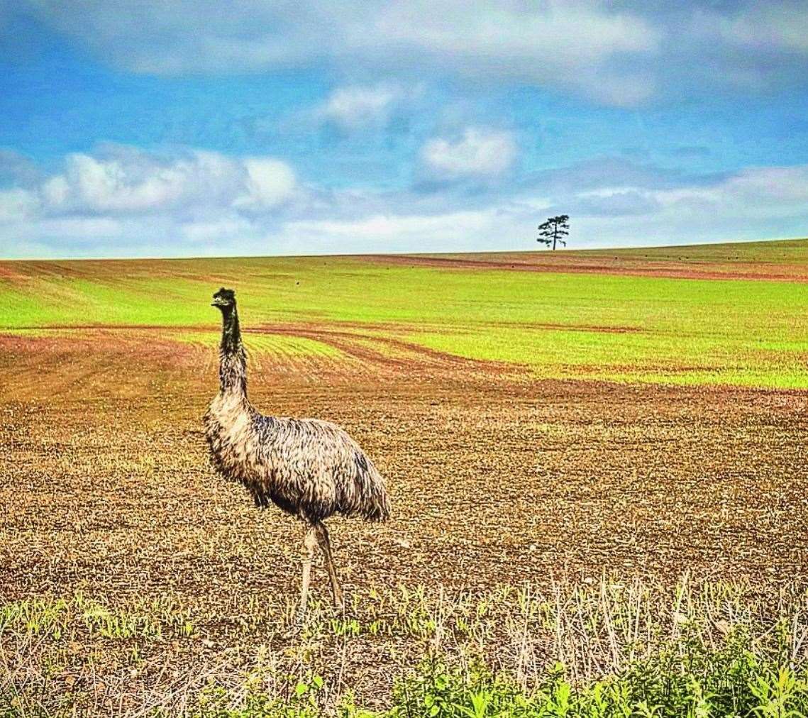 Dugee the emu during one of his runaways from Happy Pants Ranch. Picture: Amey James