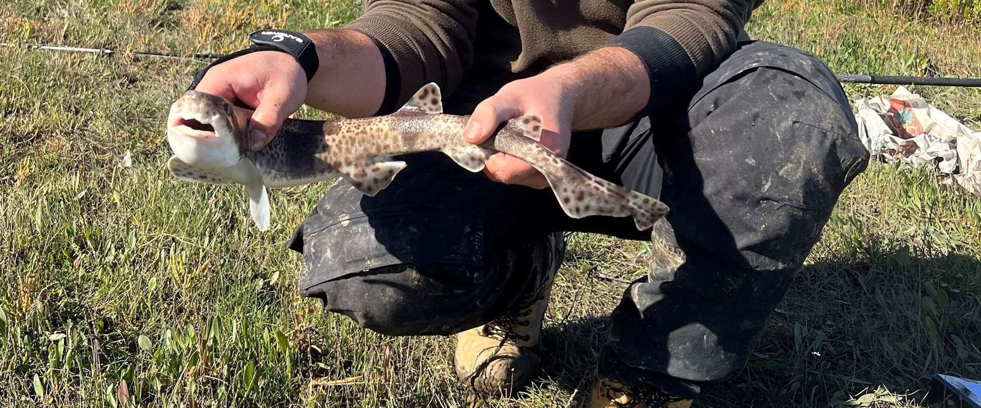 One of the dogfish caught during this year's City of London Thames Fishery Research Experiment. Picture: City of London