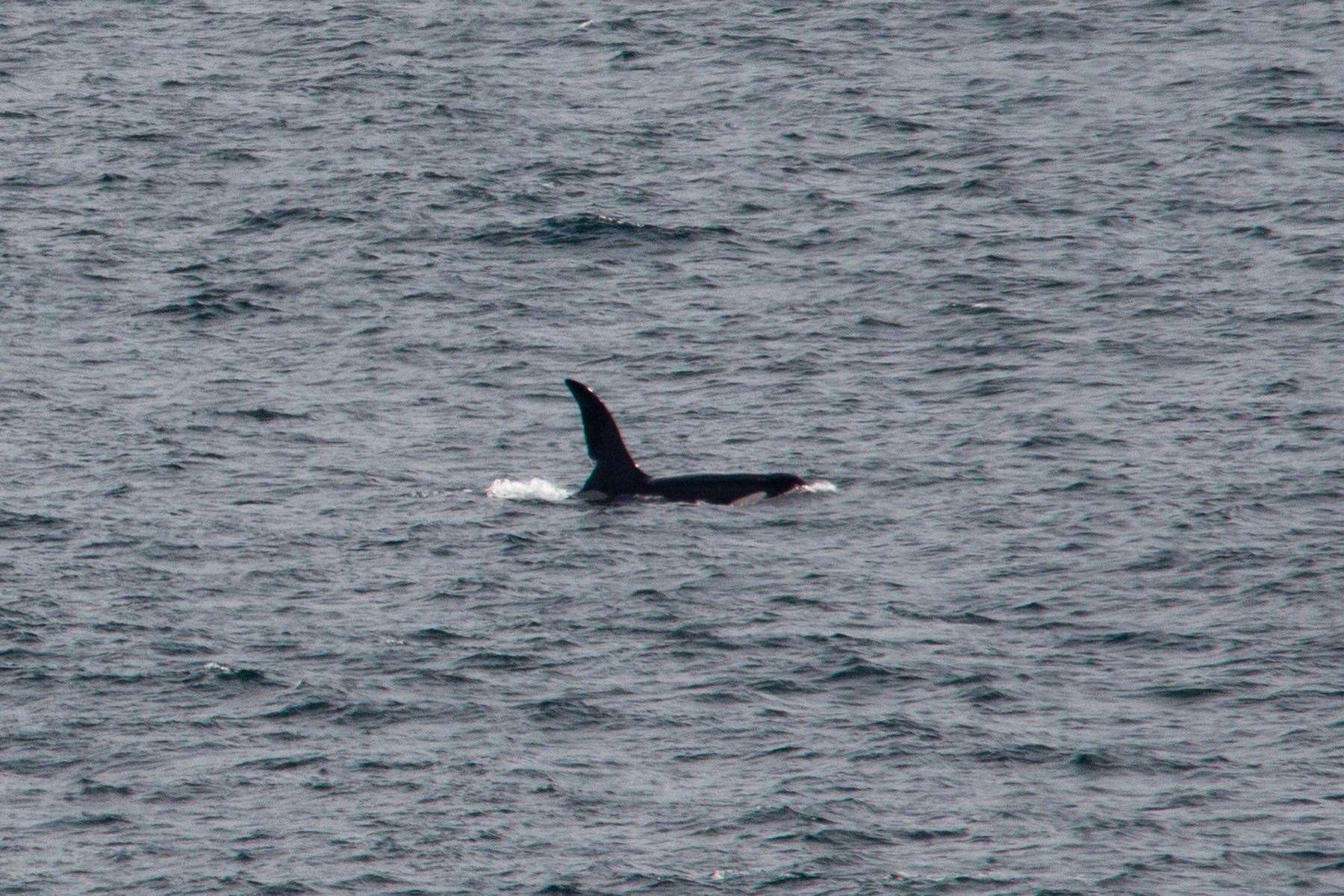 John Coe is one of two killer whales photographed off the west coast of Cornwall (Will McEnery/PA)