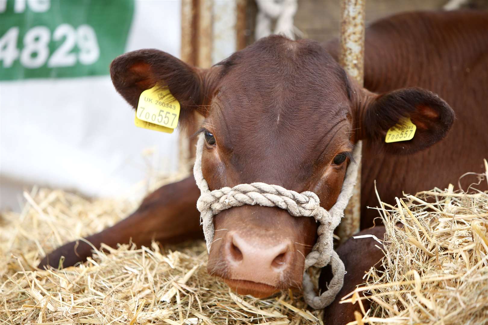 The Kent County Show at Kent Showground, Detling, Maidstone, is a showcase of the county's agriculture .Picture: Andy Jones