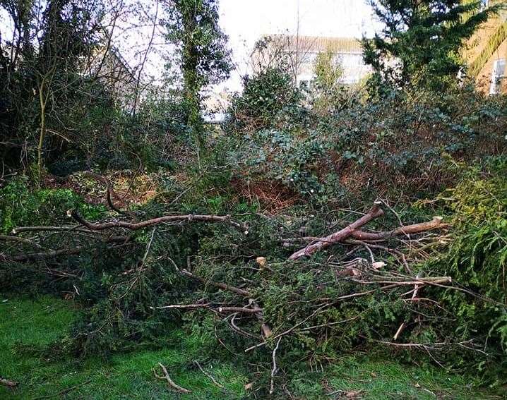 The fallen branch in All Saints' churchyard (7664558)