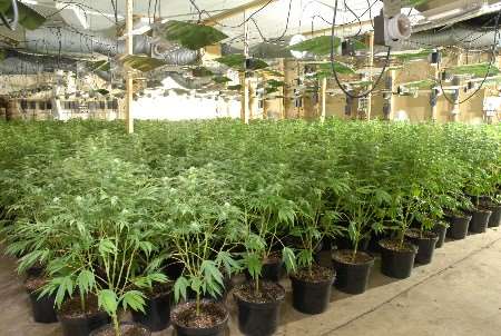 The cannabis plants found in a Tonbridge industrial unit