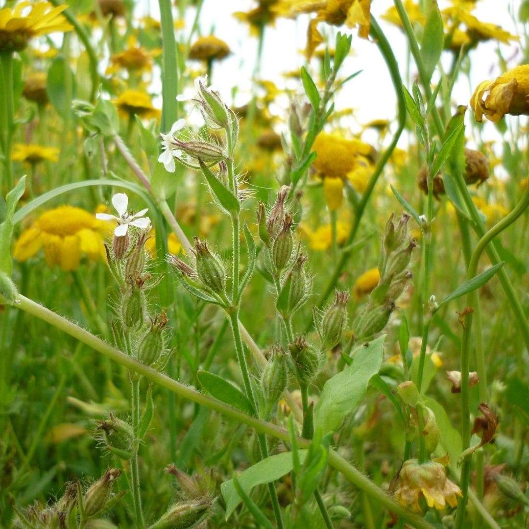 The project is part of Plantlife’s Colour in the Margins project (Plantlife/PA)