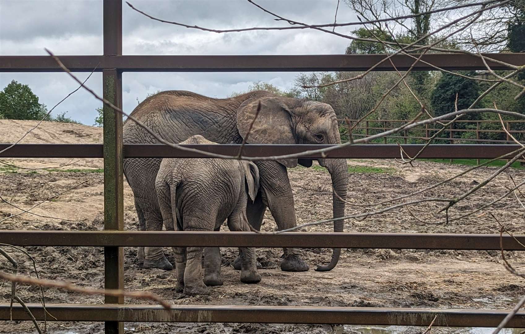 Howletts is home to a 13-strong herd of African elephants