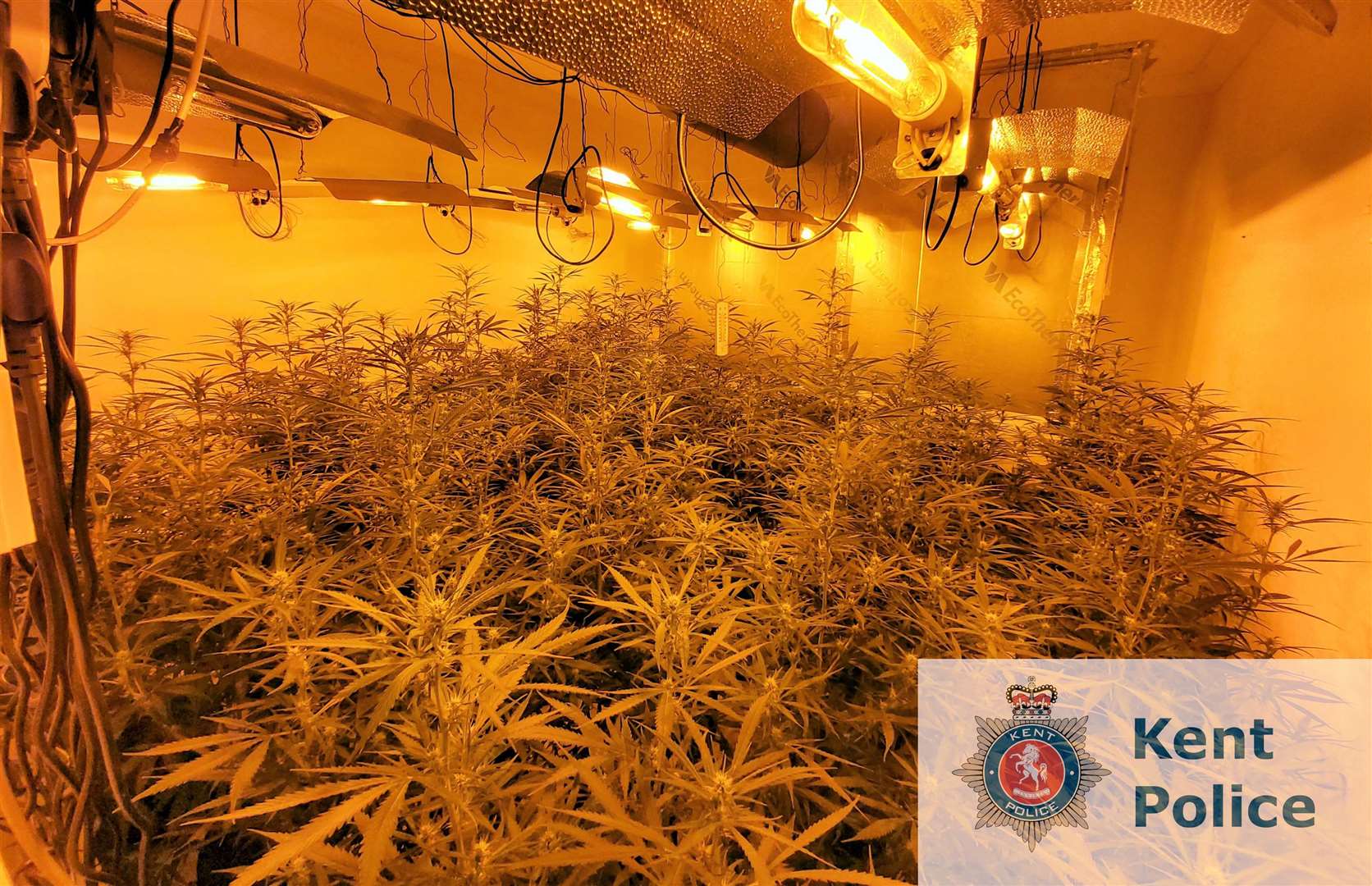 The 400 cannabis plants were found over four rooms in a property in Salisbury Avenue, Broadstairs. Picture: Kent Police