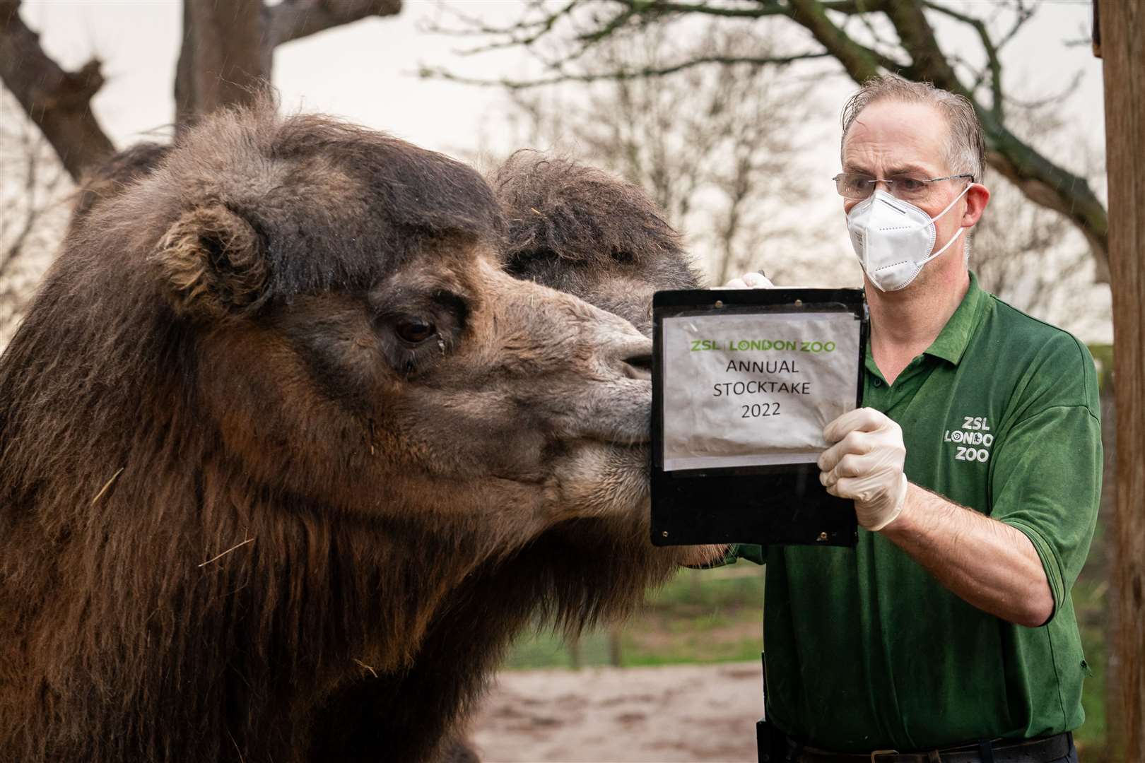 Keeper Mick Tiley with bactrian camels during the annual stocktake (Aaron Chown/PA)