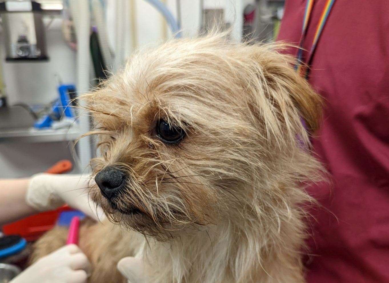 Rolo after she was examined and bathed. Picture: RSPCA